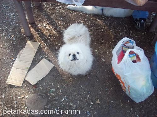 Çirkin Erkek Pekingese