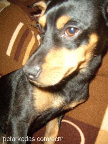 efe Erkek Minyatür Pinscher