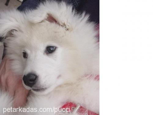 puççi Erkek Samoyed