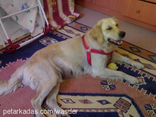 şela Dişi Golden Retriever