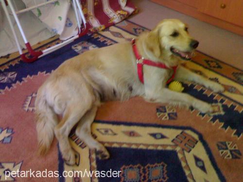 şela Dişi Golden Retriever