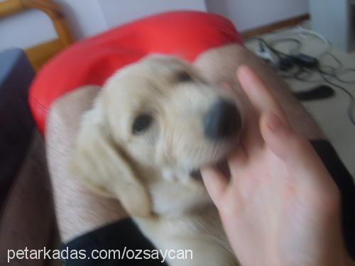 poker Dişi Golden Retriever