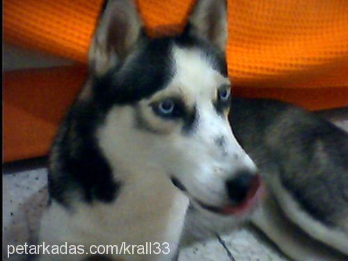 diva Dişi Sibirya Kurdu (Husky)