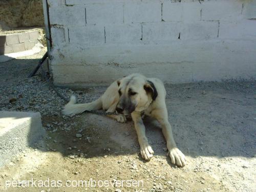 bozorahmetli Erkek Kangal