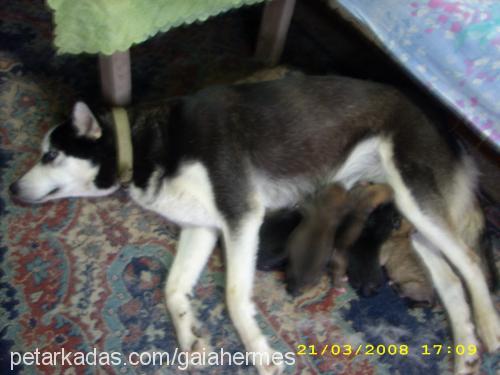 gaia Dişi Sibirya Kurdu (Husky)