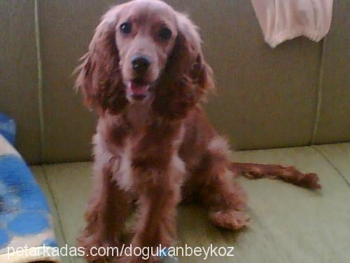 angel Dişi İngiliz Cocker Spaniel