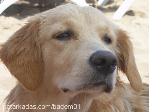 badem Dişi Golden Retriever