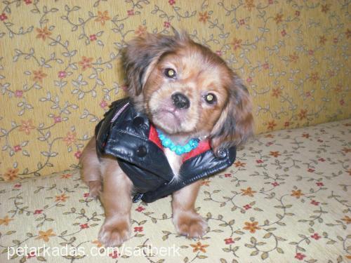 kabiş-kabasakal Erkek Tibetli Spaniel