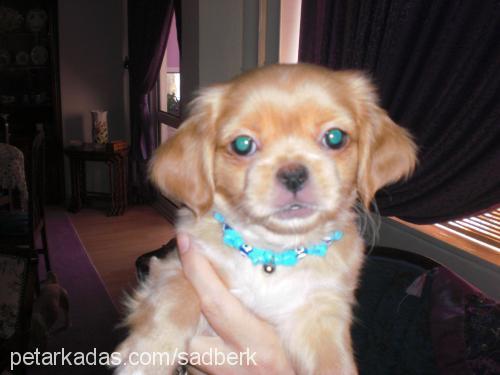 minik Dişi Tibetli Spaniel