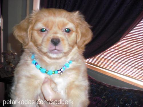 balım Dişi Tibetli Spaniel