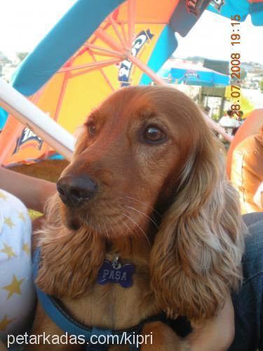 paşa Erkek İngiliz Cocker Spaniel