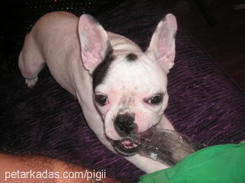 piglet Dişi Fransız Bulldog