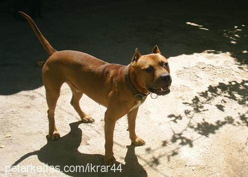 Çakal Erkek Amerikan Pitbull Terrier