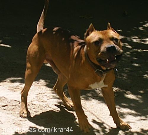 Çakal Erkek Amerikan Pitbull Terrier