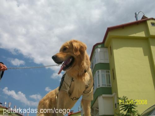 paŞa Erkek Golden Retriever