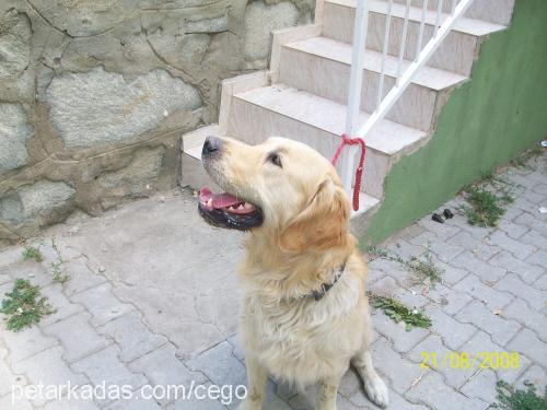 paŞa Erkek Golden Retriever