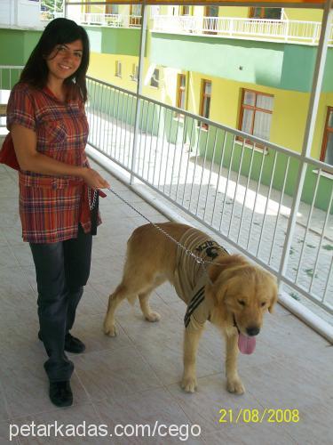 paŞa Erkek Golden Retriever