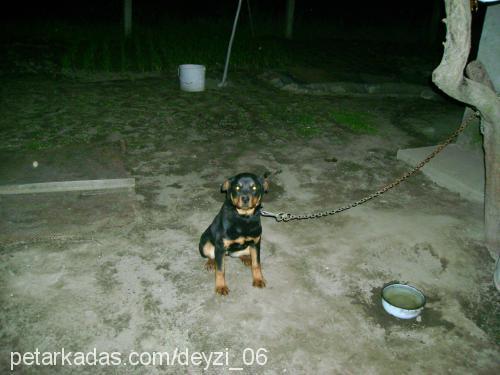 rita Dişi Rottweiler