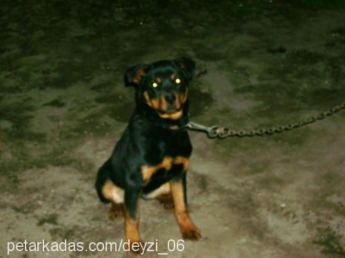 rita Dişi Rottweiler