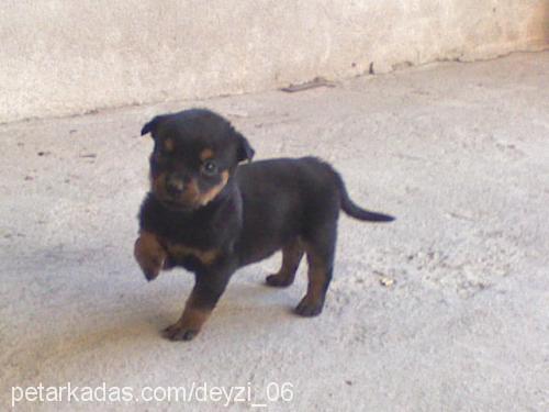 rita Dişi Rottweiler