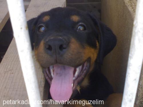 angel Dişi Rottweiler