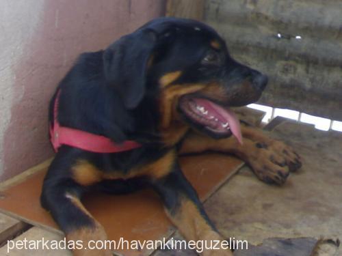 angel Dişi Rottweiler