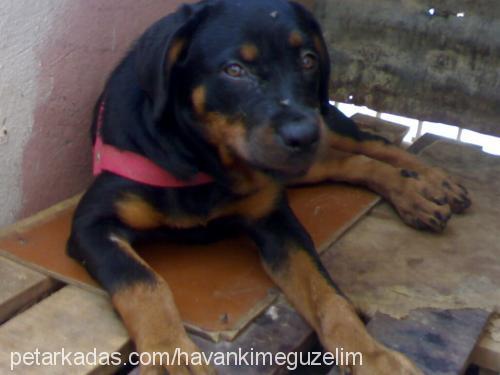 angel Dişi Rottweiler