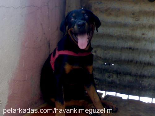 angel Dişi Rottweiler