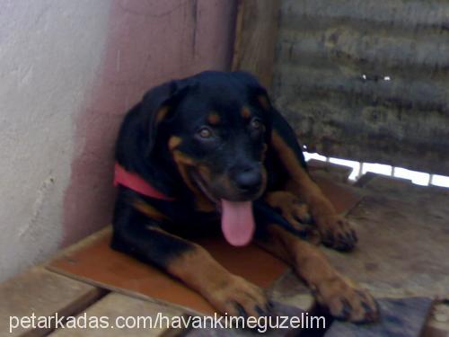 angel Dişi Rottweiler