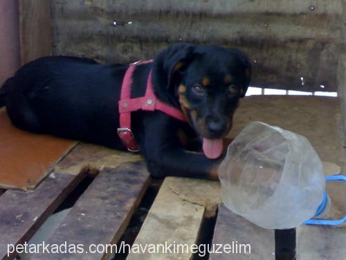 angel Dişi Rottweiler