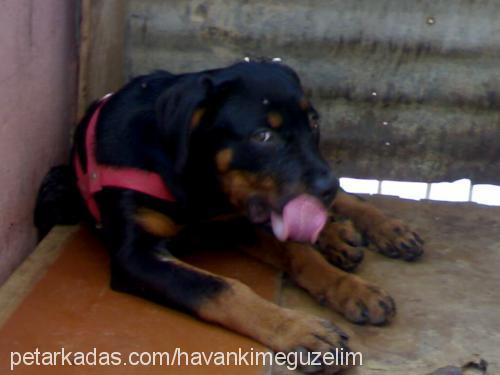 angel Dişi Rottweiler