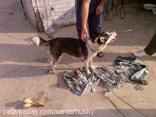 şila Dişi Sibirya Kurdu (Husky)