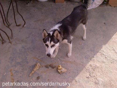 şila Dişi Sibirya Kurdu (Husky)