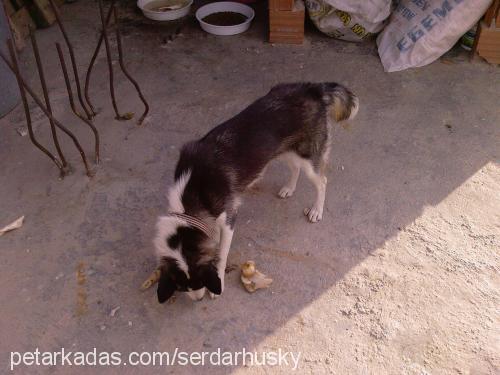 şila Dişi Sibirya Kurdu (Husky)