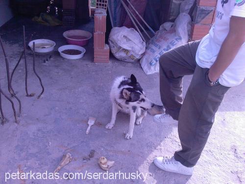 şila Dişi Sibirya Kurdu (Husky)