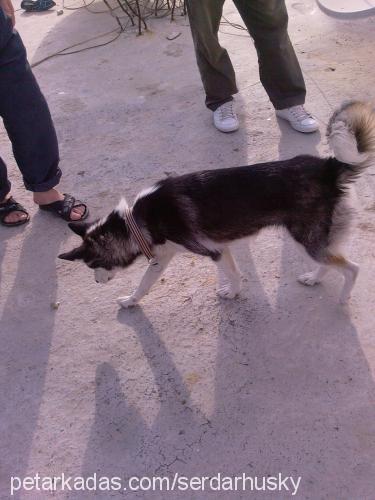 şila Dişi Sibirya Kurdu (Husky)