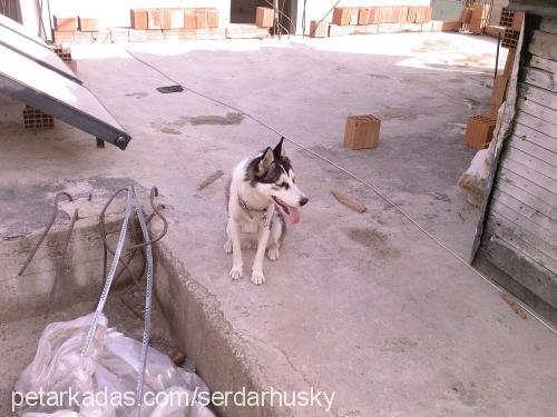 şila Dişi Sibirya Kurdu (Husky)