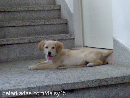 daisy Dişi Golden Retriever