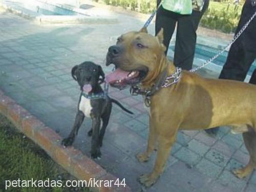 Çakal Erkek Amerikan Pitbull Terrier