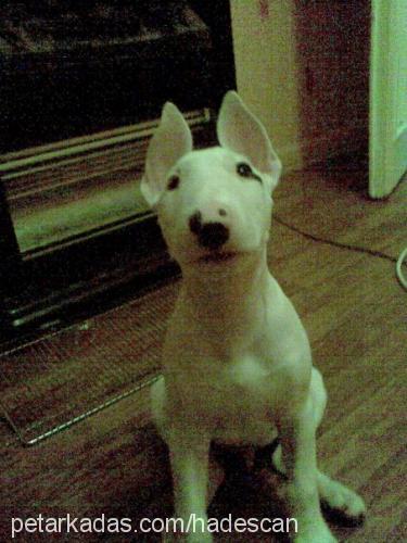 hades Erkek Bull Terrier