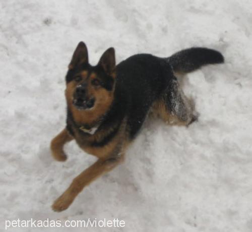 johnny Erkek Alman Çoban Köpeği