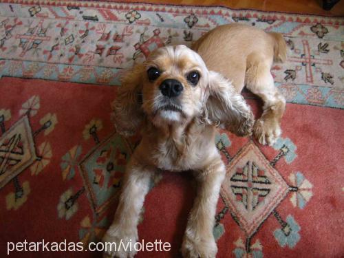 milu Erkek Amerikan Cocker Spaniel