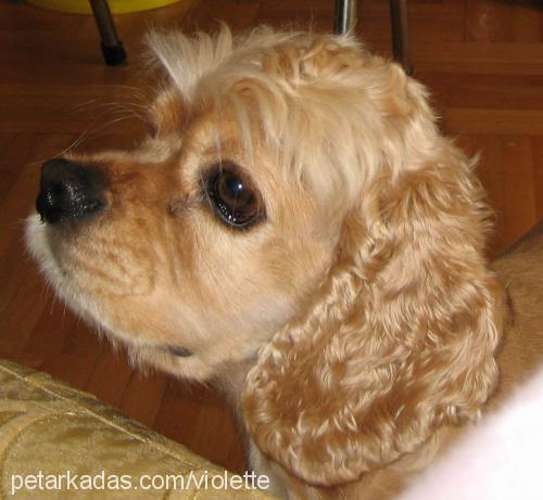 milu Erkek Amerikan Cocker Spaniel