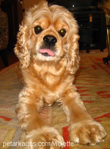 milu Erkek Amerikan Cocker Spaniel