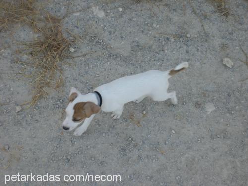 junior Dişi Jack Russell Terrier