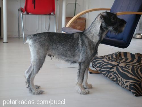 cuba Erkek Standart Schnauzer