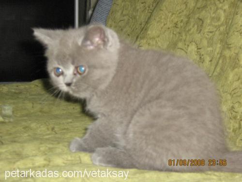 mİnİkaşkım Dişi British Shorthair