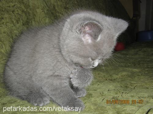 mİnİkaşkım Dişi British Shorthair