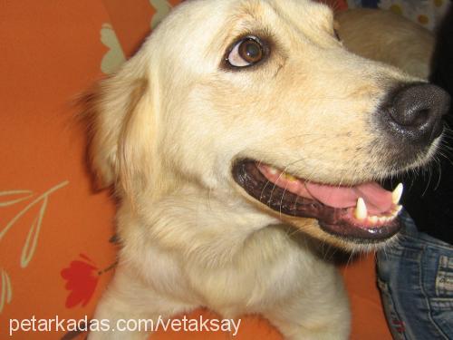 goldy Dişi Golden Retriever