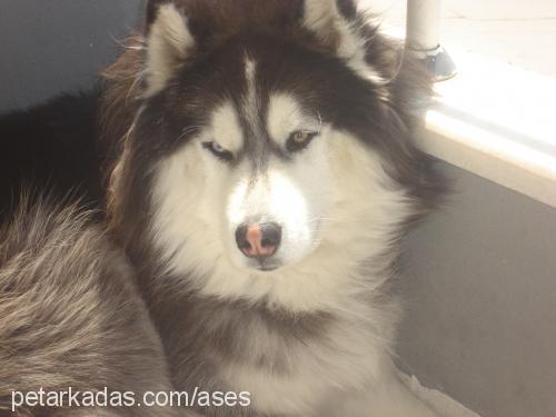 ases Erkek Alaskan Malamute